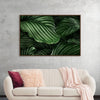 "Calathea Orbifolia Green Natural Leaves"