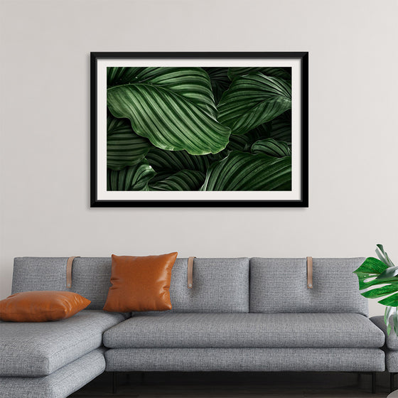 "Calathea Orbifolia Green Natural Leaves"