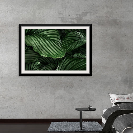 "Calathea Orbifolia Green Natural Leaves"