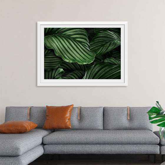 "Calathea Orbifolia Green Natural Leaves"