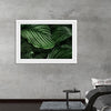 "Calathea Orbifolia Green Natural Leaves"