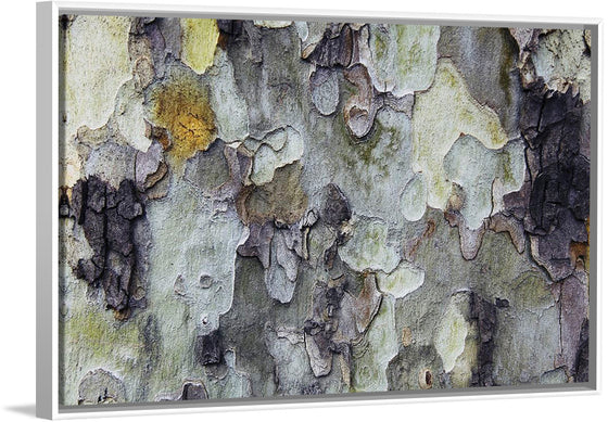 "Tree Bark Texture"