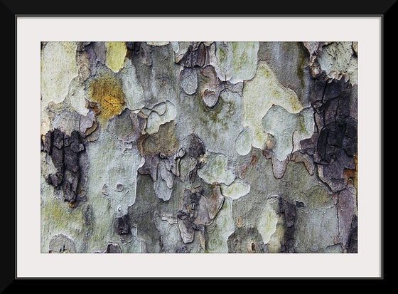 "Tree Bark Texture"