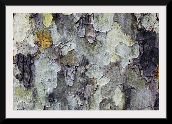 "Tree Bark Texture"