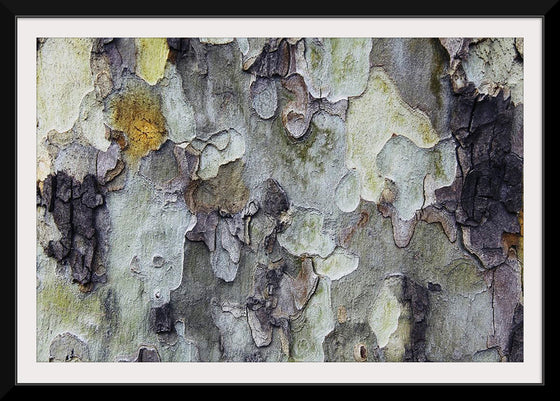 "Tree Bark Texture"