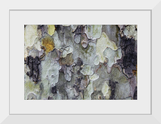 "Tree Bark Texture"