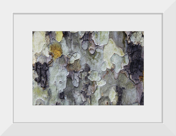 "Tree Bark Texture"