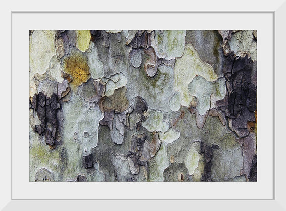 "Tree Bark Texture"