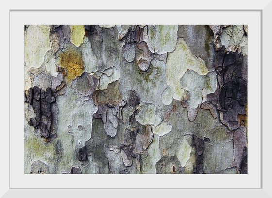 "Tree Bark Texture"