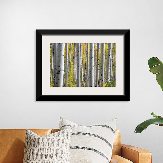 "Birch Grove in the Autumn"