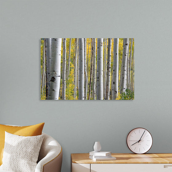 "Birch Grove in the Autumn"