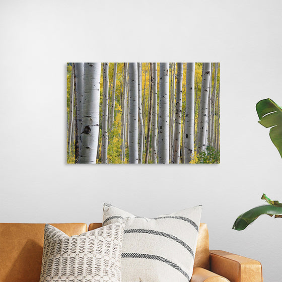 "Birch Grove in the Autumn"