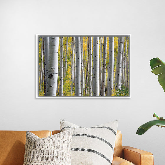 "Birch Grove in the Autumn"