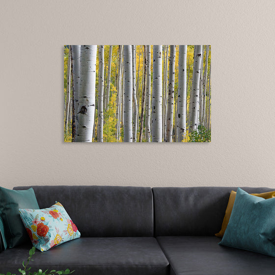 "Birch Grove in the Autumn"