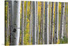 Immerse yourself in the serene beauty of “Birch Grove in Autumn,” a captivating print that brings the tranquil charm of nature into your space. Each slender birch, with its textured bark adorned with nature’s etchings, stands tall against a backdrop of golden autumn foliage. The meticulous detail and vibrant hues encapsulate the essence of fall, offering a visual retreat into a world where nature dances to the harmonious tune of change. 