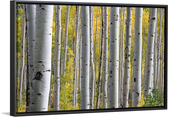 "Birch Grove in the Autumn"