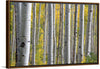 "Birch Grove in the Autumn"