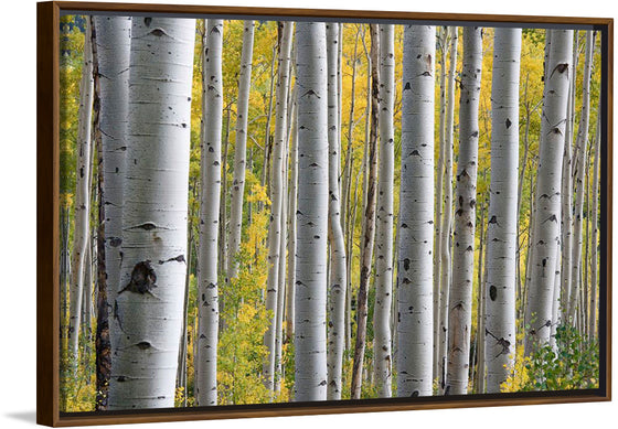 "Birch Grove in the Autumn"