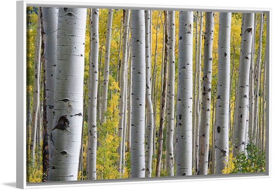 "Birch Grove in the Autumn"