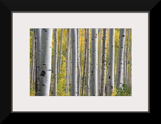 "Birch Grove in the Autumn"