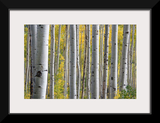 "Birch Grove in the Autumn"