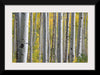 "Birch Grove in the Autumn"