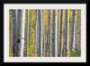 "Birch Grove in the Autumn"