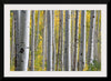 "Birch Grove in the Autumn"