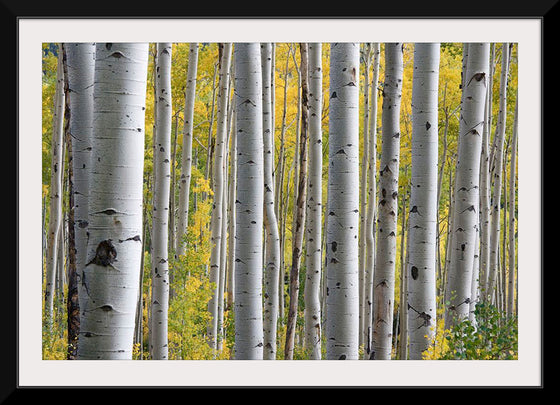 "Birch Grove in the Autumn"