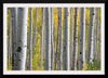 "Birch Grove in the Autumn"