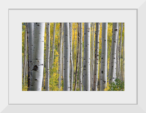 "Birch Grove in the Autumn"