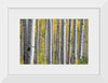 "Birch Grove in the Autumn"