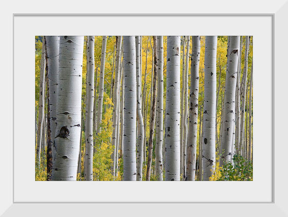 "Birch Grove in the Autumn"