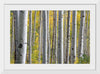 "Birch Grove in the Autumn"