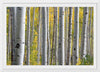 "Birch Grove in the Autumn"