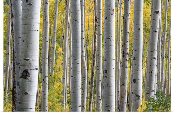 "Birch Grove in the Autumn"