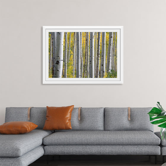 "Birch Grove in the Autumn"