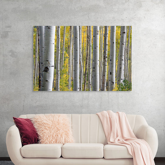 "Birch Grove in the Autumn"