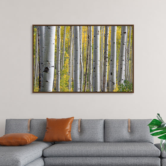 "Birch Grove in the Autumn"