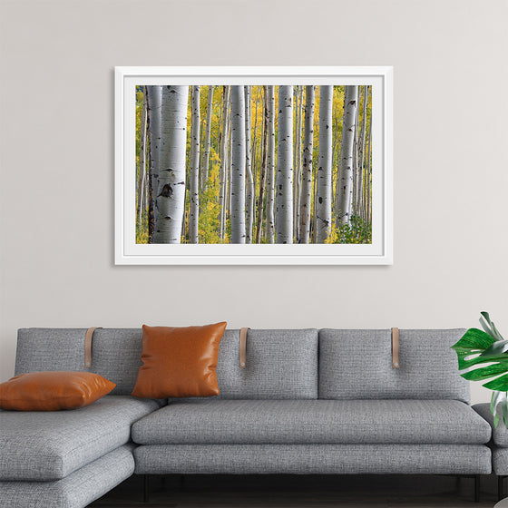 "Birch Grove in the Autumn"