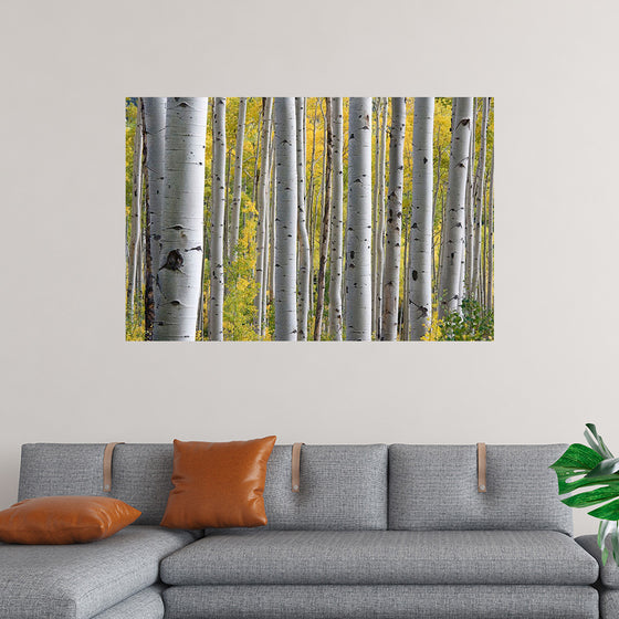 "Birch Grove in the Autumn"