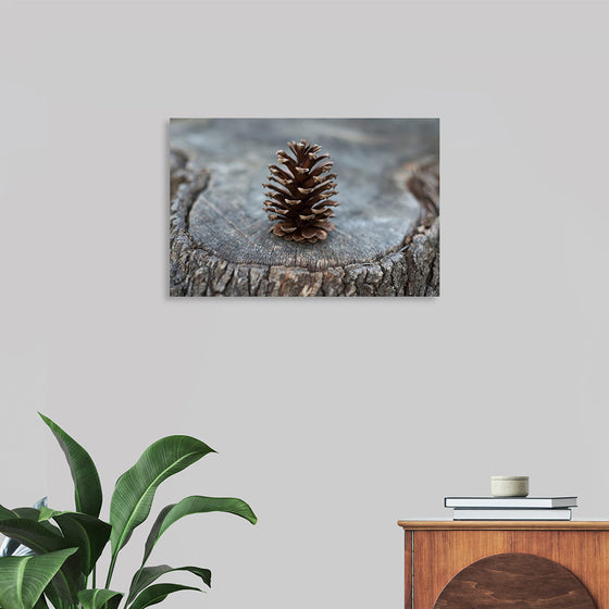 "Pine Cone"