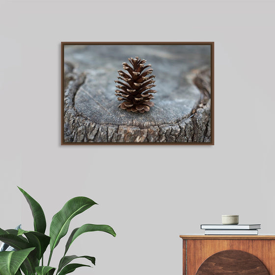 "Pine Cone"