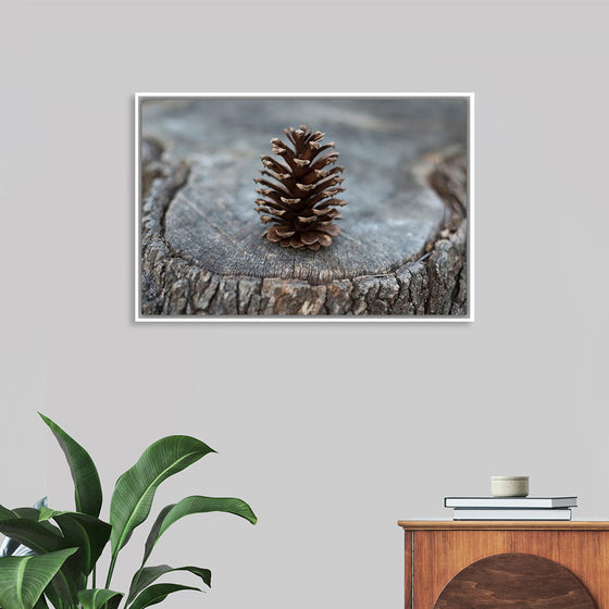 "Pine Cone"