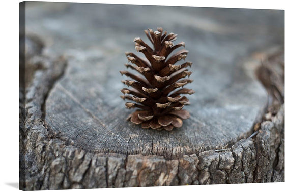 Immerse yourself in the serene beauty of nature with this exquisite print. A solitary pine cone, rich in detail and texture, stands majestically atop the rugged surface of an aged tree stump. Every intricate scale of the pine cone is captured with stunning clarity, a testament to the enduring elegance of nature’s design. The muted tones and natural textures evoke a sense of tranquility and reflection. 