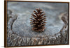 "Pine Cone"