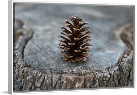 "Pine Cone"