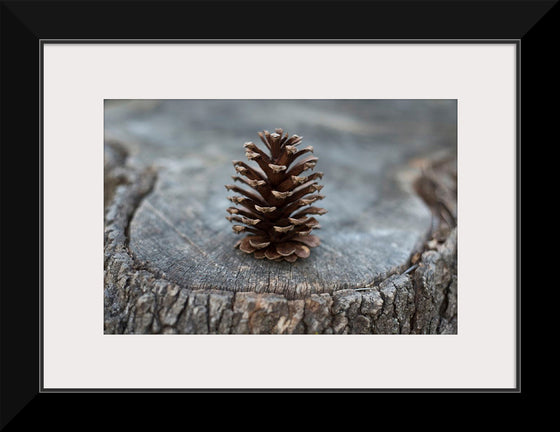 "Pine Cone"