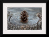 "Pine Cone"