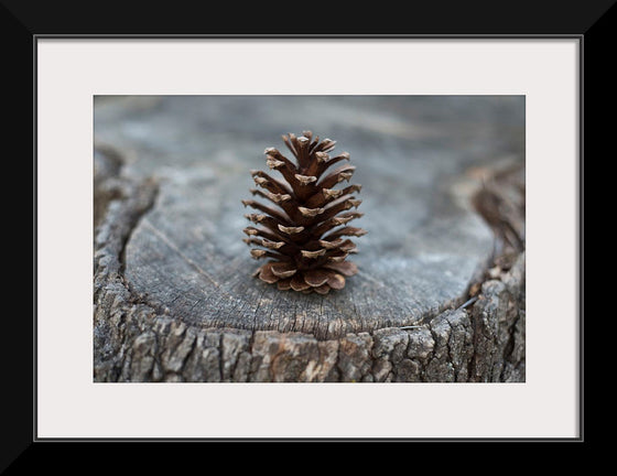 "Pine Cone"